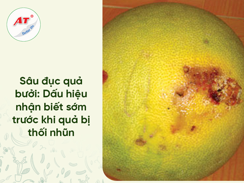 Cẩm Nang Toàn Tập Về Sâu Đục Quả Bưởi: Dấu Hiệu Nhận Biết Sớm & Giải Pháp Sinh Học