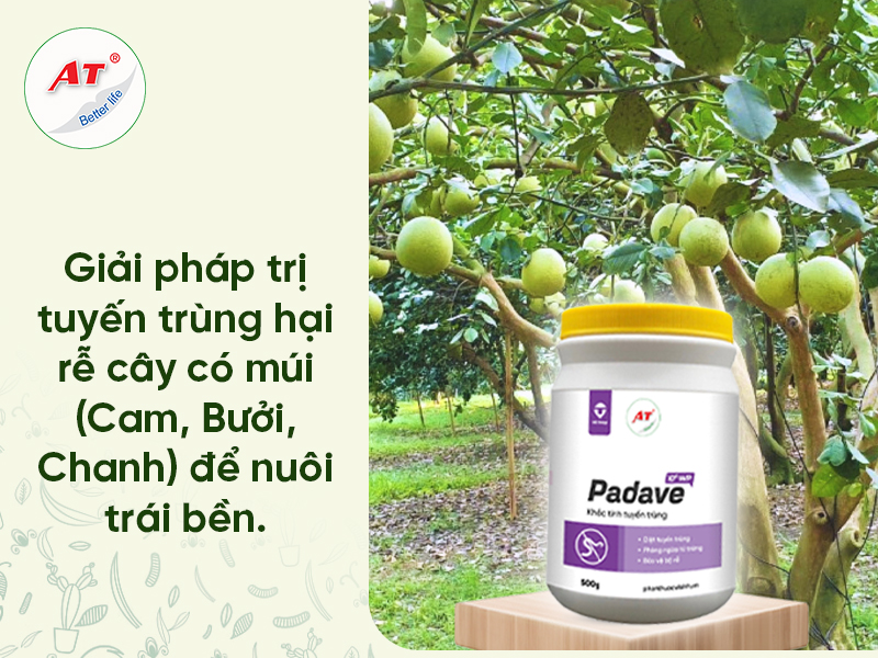 Tuyến Trùng Hại Rễ Cây Có Múi