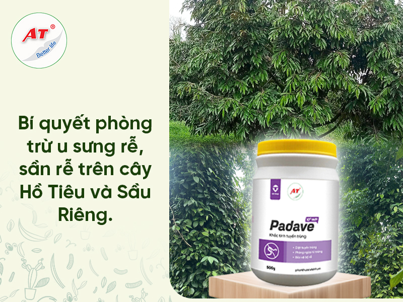 Tuyến trùng Hồ tiêu