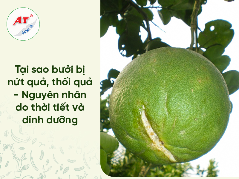 Bưởi bị nứt quả