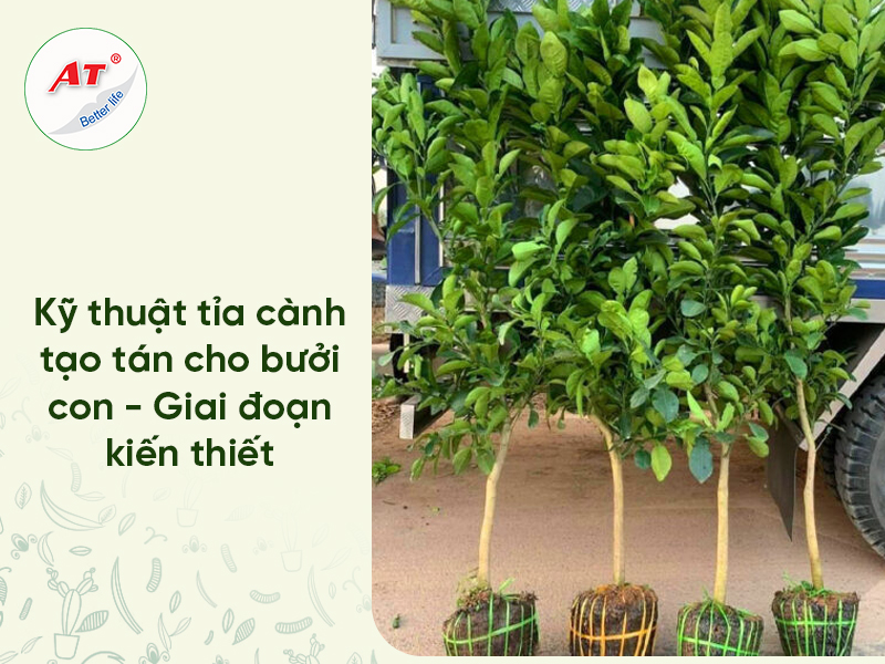 Tỉa Cành Tạo Tán Cho Bưởi