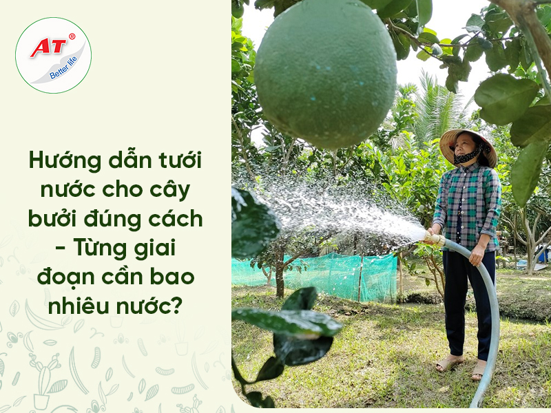 tưới nước cho cây bưởi