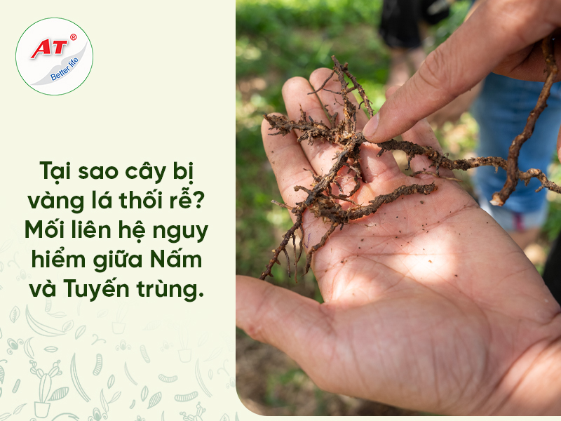 vàng lá thối rễ