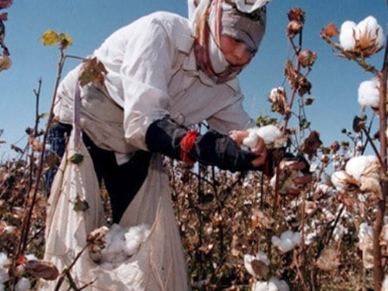 Làm Chủ Kỹ Thuật Chăm Sóc Cây Bông Sau Thu Hoạch Của Bác Trần Văn Mạnh