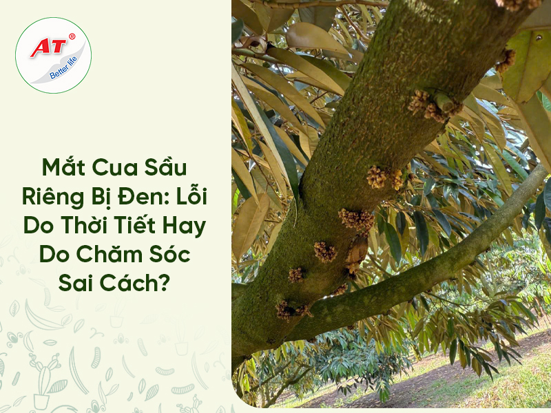 Mắt Cua Sầu Riêng Bị Đen: Lỗi Do Thời Tiết Hay Do Chăm Sóc Sai Cách?