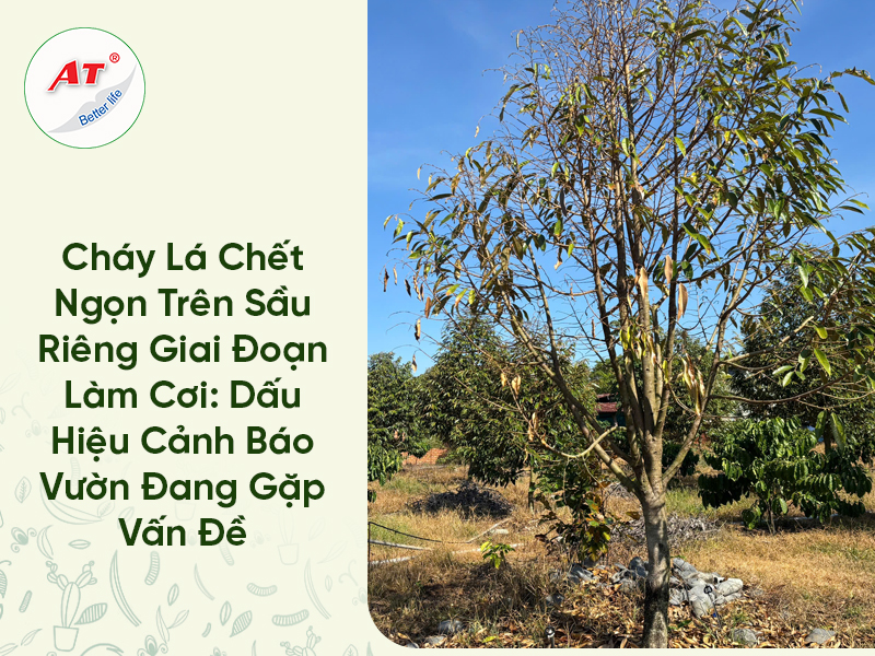 Cháy Lá Chết Ngọn Sầu Riêng Giai Đoạn Làm Cơi: Dấu Hiệu Cảnh Báo Vườn Đang Gặp Vấn Đề