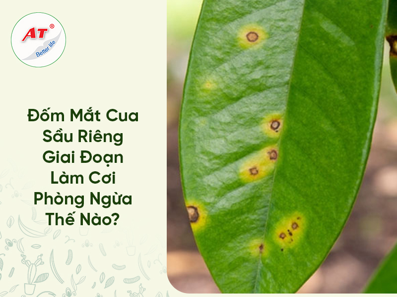Đốm Mắt Cua Sầu Riêng Giai Đoạn Làm Cơi Phòng Ngừa Thế Nào?