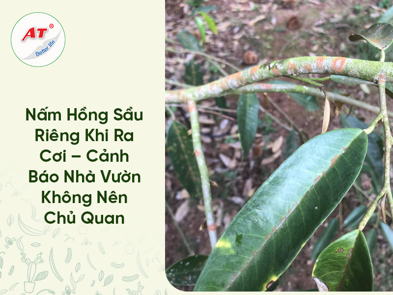 Nấm Hồng Sầu Riêng Khi Ra Cơi – Cảnh Báo Nhà Vườn Không Nên Chủ Quan