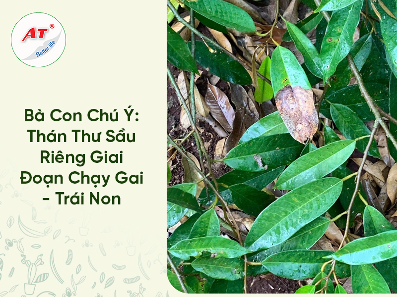 Bà Con Chú Ý: Thán Thư Sầu Riêng Giai Đoạn Chạy Gai – Trái Non