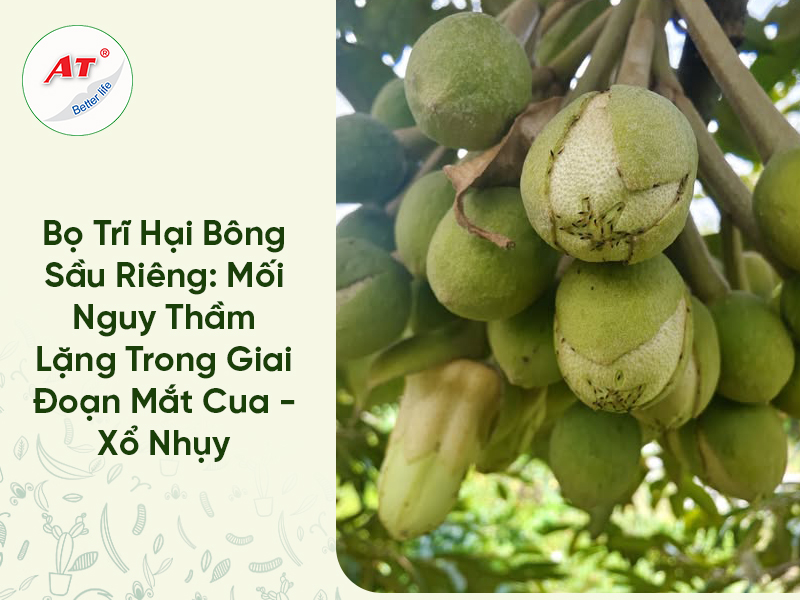Bọ Trĩ Hại Bông Sầu Riêng: Mối Nguy Thầm Lặng Trong Giai Đoạn Mắt Cua – Xổ Nhụy