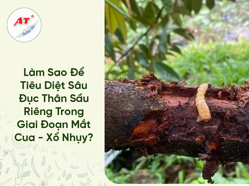 Làm Sao Để Tiêu Diệt Sâu Đục Thân Sầu Riêng Trong Giai Đoạn Mắt Cua – Xổ Nhụy?