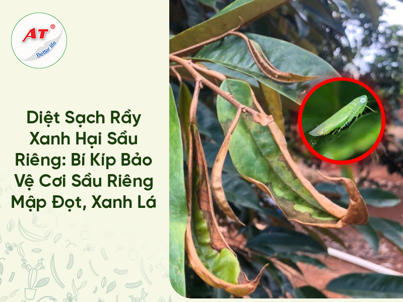 Diệt Sạch Rầy Xanh Hại Sầu Riêng: Bí Kíp Bảo Vệ Cơi Sầu Riêng Mập Đọt, Xanh Lá