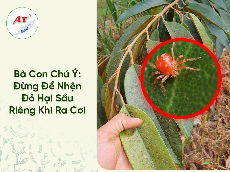 Bà Con Chú Ý: Đừng Để Nhện Đỏ Hại Sầu Riêng Khi Ra Cơi