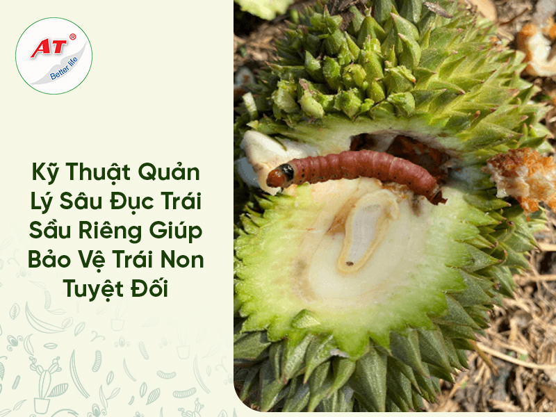 Kỹ Thuật Quản Lý Sâu Đục Trái Sầu Riêng Giúp Bảo Vệ Trái Non Tuyệt Đối