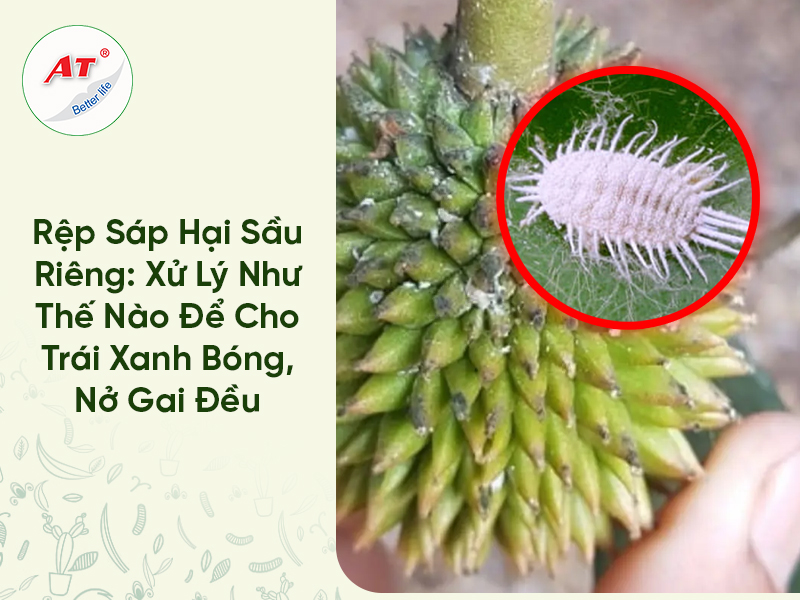 Rệp Sáp Hại Sầu Riêng: Xử Lý Như Thế Nào Để Cho Trái Xanh Bóng, Nở Gai Đều