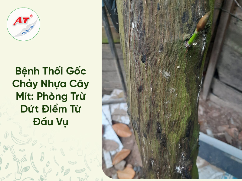 Bệnh Thối Gốc Chảy Nhựa Cây Mít: Phòng Trừ Dứt Điểm Từ Đầu Vụ