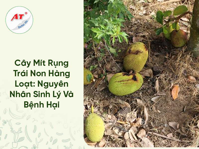 Cây Mít Rụng Trái Non Hàng Loạt: Nguyên Nhân Sinh Lý Và Bệnh Hại, Cách Phòng Trừ Dứt Điểm