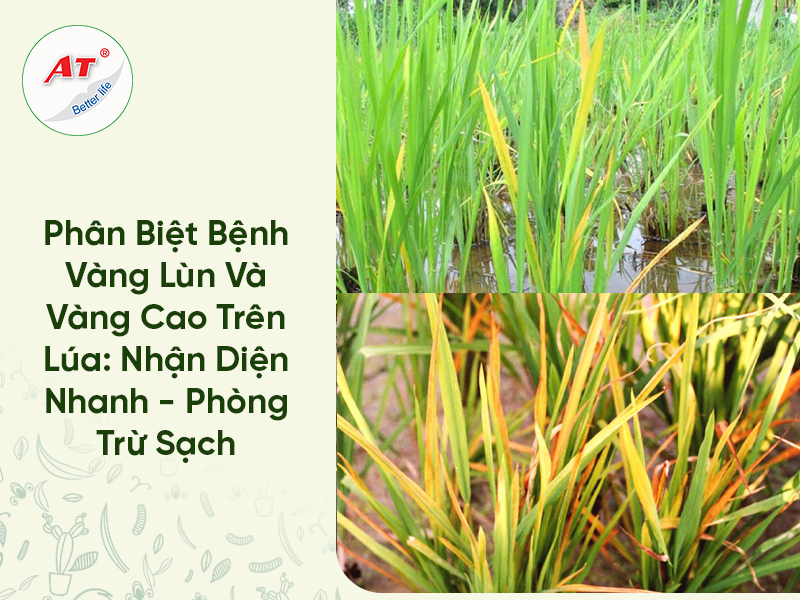 Phân Biệt Bệnh Vàng Lùn Và Vàng Cao Trên Lúa: Nhận Diện Nhanh – Phòng Trừ Sạch
