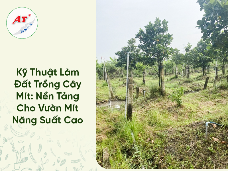 Kỹ Thuật Làm Đất Trồng Cây Mít: Nền Tảng Cho Vườn Mít Năng Suất Cao