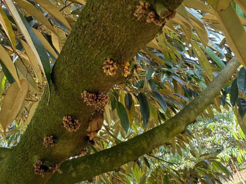 Nguyên nhân mắt cua sầu riêng bị đen