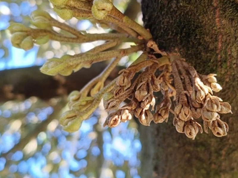 Dấu hiệu thối bông sầu riêng