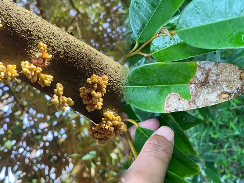 Dấu hiệu thán thư sầu riêng