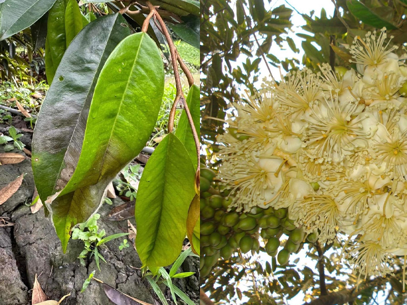 Dấu hiệu bệnh luộc lá sầu riêng