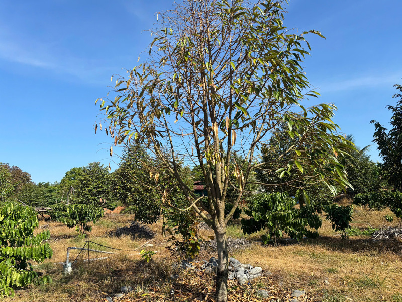 Cháy Lá Chết Ngọn Sầu Riêng Giai Đoạn Làm Cơi: Dấu Hiệu Cảnh Báo Vườn Đang Gặp Vấn Đề 1 Bệnh cháy lá chết ngọn sầu riêng
