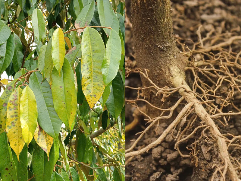 Dấu hiệu vàng lá thối rễ sầu riêng