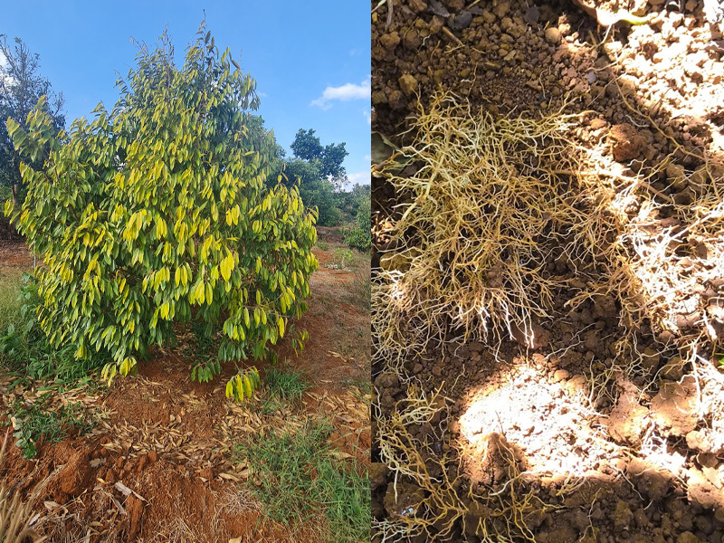 Quy Trình Quản Lý Tuyến Trùng Hại Sầu Riêng Bền Vững Giai Đoạn Chạy Gai - Trái Non 2 Sau khi xử lý tuyến trùng hại sầu riêng, cây ra rễ trắng