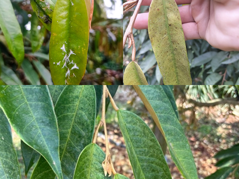 Quản Lý Tổng Hợp Sâu Hại Sầu Riêng: Giải Pháp Bền Vững Cho Vườn Khỏe, Trái Đẹp 1 Sâu hại sầu riêng
