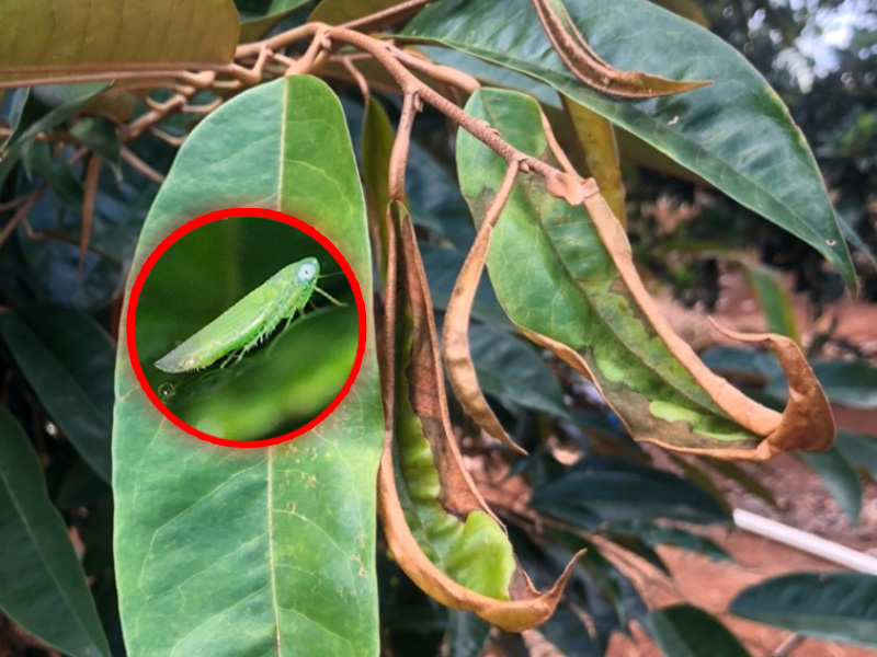 Diệt Sạch Rầy Xanh Hại Sầu Riêng: Bí Kíp Bảo Vệ Cơi Sầu Riêng Mập Đọt, Xanh Lá 1 Dấu hiệu rầy xanh hại sầu riêng