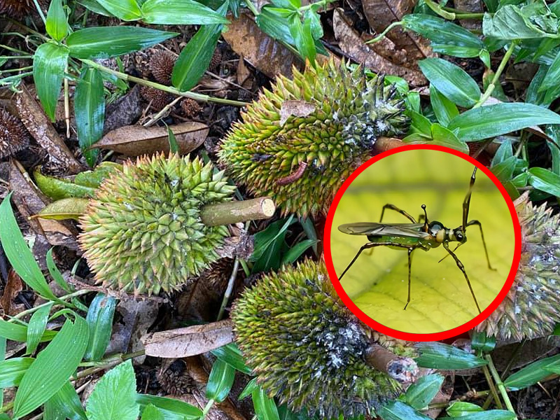 Bọ Xít Muỗi Hại Sầu Riêng: Đâu Là Giải Pháp An Toàn Và Bền Vững Cho Nhà Vườn? 1 Bọ xít muỗi hại sầu riêng