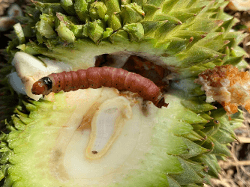 Kỹ Thuật Quản Lý Sâu Đục Trái Sầu Riêng Giúp Bảo Vệ Trái Non Tuyệt Đối 1 Sâu đục trái sầu riêng