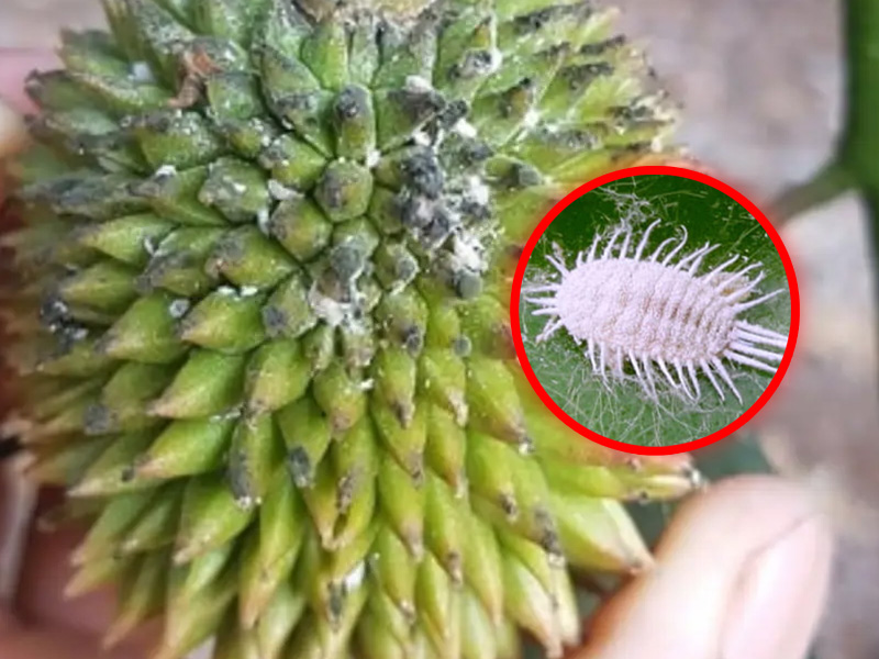 Rệp sáp hại sầu riêng