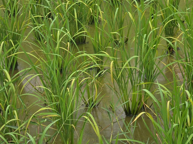 Lúa thiếu dinh dưỡng