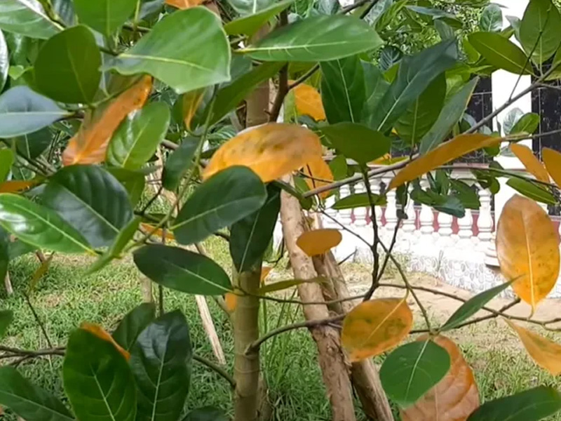 Bệnh Cây Mít Con