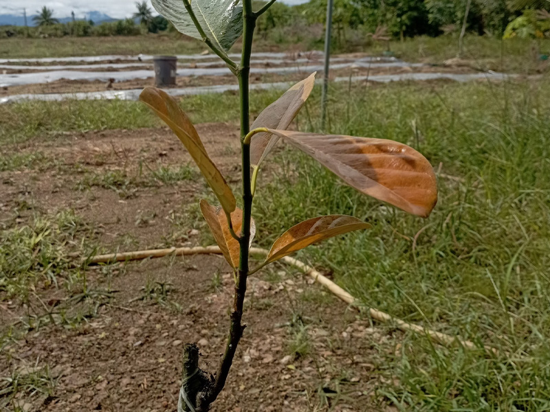 Bệnh Thối Rễ Cây Mít Con