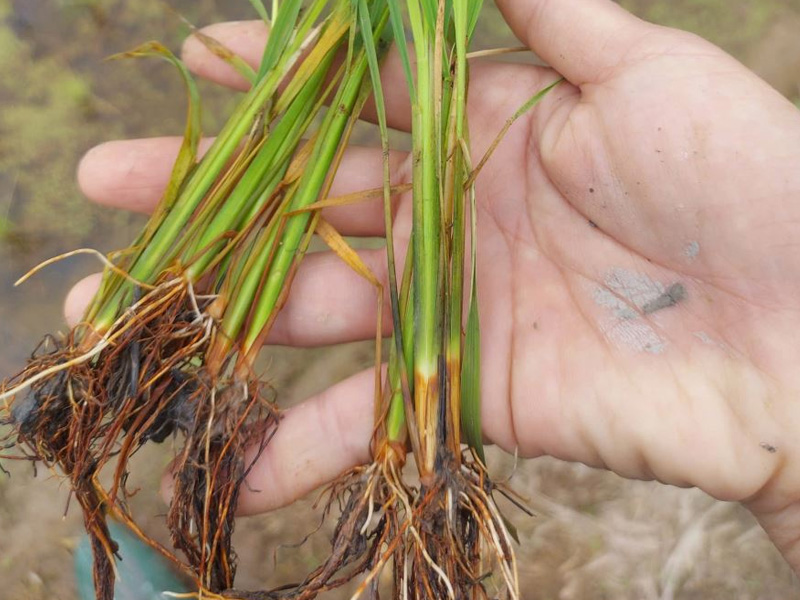 Bệnh Nghẹt Rễ Lúa Sau Sạ