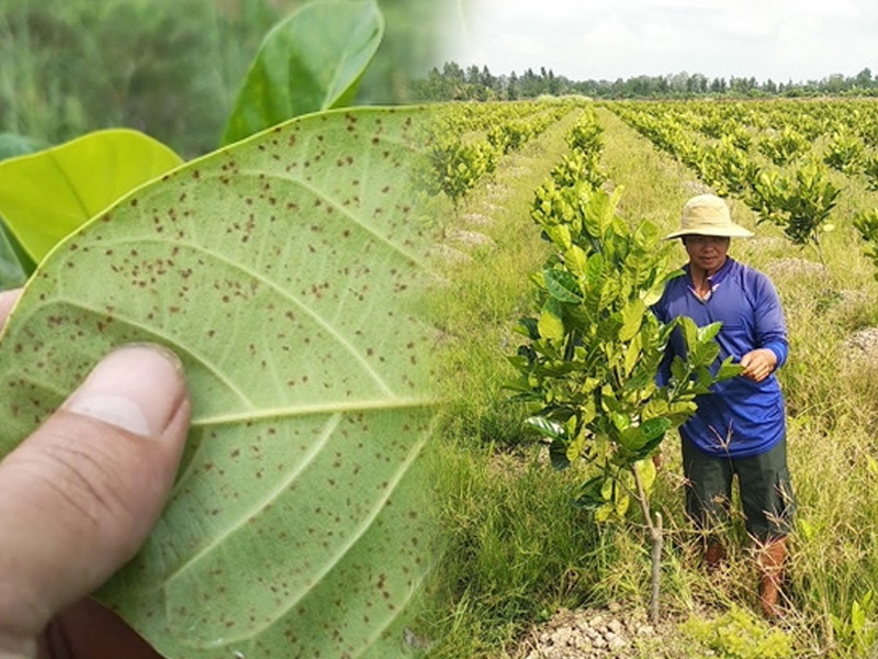 Bệnh Đốm Lá Trên Cây Mít Con