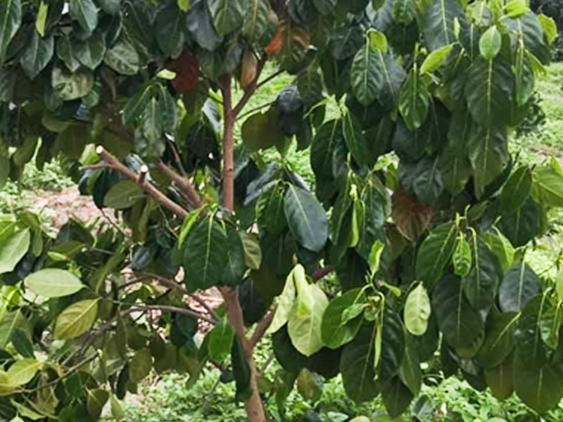 Bệnh Héo Khô Cành Cây Mít Tơ: Nguyên Nhân Và Biện Pháp Phòng Trừ