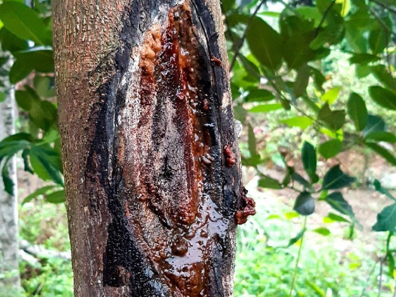 Bệnh thối nhũn trên cây mít