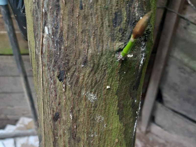 Bệnh Thối Gốc Chảy Nhựa Cây Mít: Phòng Trừ Dứt Điểm Từ Đầu Vụ