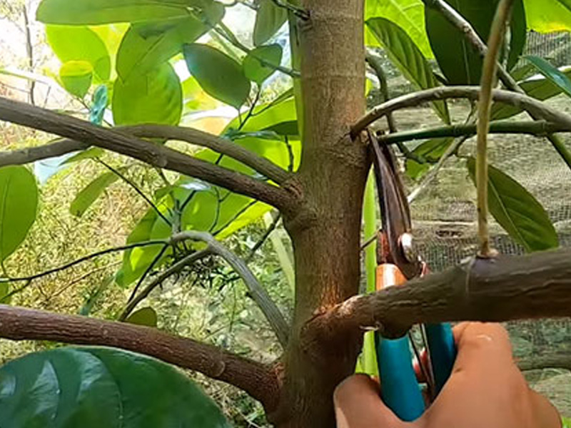  Kỹ Thuật Tạo Tán Tỉa Cành Cây Mít Giúp Cây Khỏe, Ít Sâu Bệnh