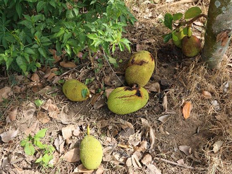 Cây mít rụng trái non hàng loạt
