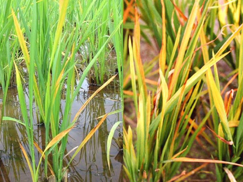 Hai bệnh vàng lùn và vàng cao trên lúa
