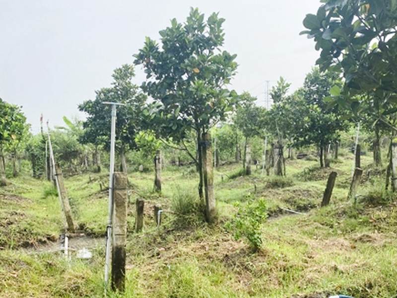 Kỹ Thuật Làm Đất Trồng Cây Mít: Nền Tảng Cho Vườn Mít Năng Suất Cao