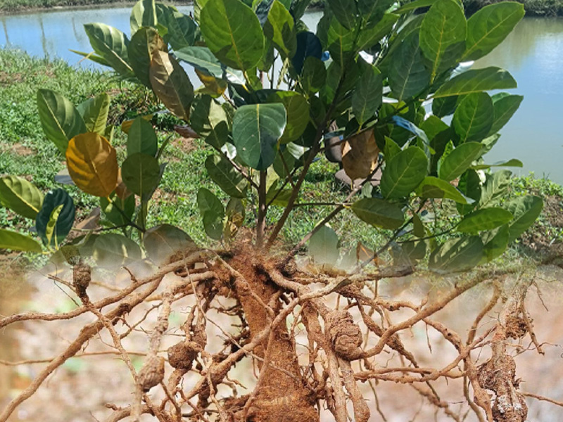 Tuyến Trùng Hại Rễ Cây Mít Non