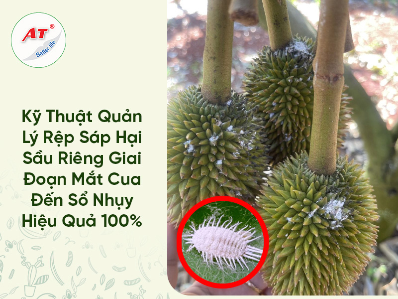 Kỹ Thuật Quản Lý Rệp Sáp Hại Sầu Riêng Giai Đoạn Mắt Cua Đến Sổ Nhụy Hiệu Quả 100%