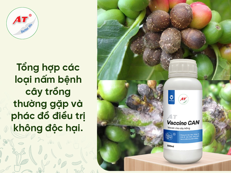 Bệnh Nấm Cây Trồng